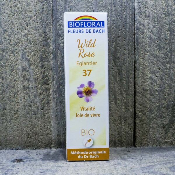WILD ROSE 37