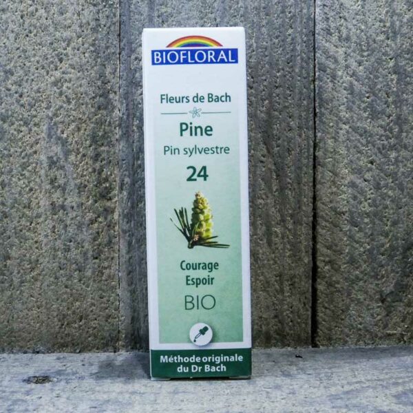PINE 24